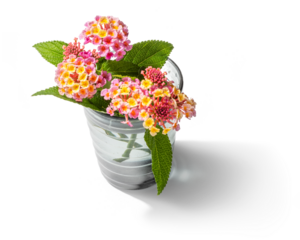 ガラスの花瓶に生けたランタナの花束