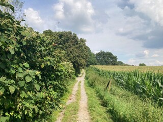 Fototapeta na wymiar Naturlandschaft mit Feldweg zwischen Maisfeld und Wald im Sommer beziehungsweise Spätsommer