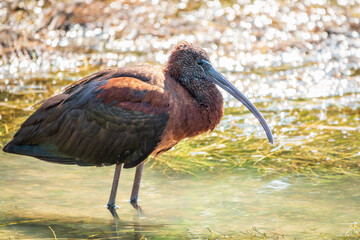 The glossy ibis, latin name Plegadis falcinellus, searching for food in the shallow lagoon.
