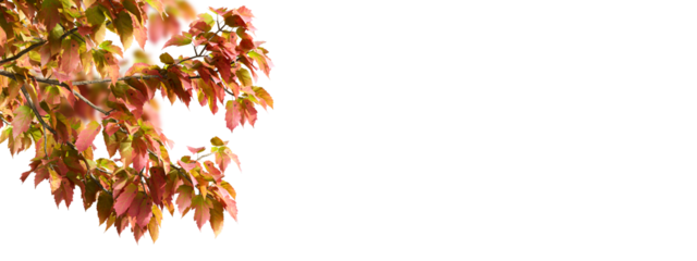 Red and yellow autumn leaves isolated on white