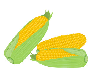 Corn on a white background.