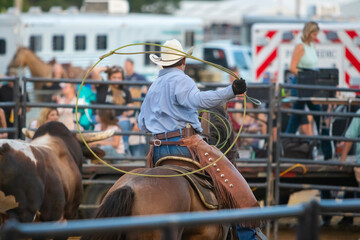 A cowboy riding a horse and trying to rope a bull during a rodeo. © Miralem