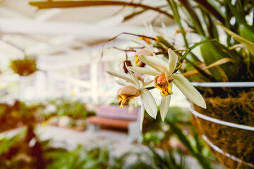 Beautiful of white orchid flowers in blooming with light effect background.