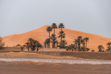 Houses and palm trees in front of the big Sahara Desert in Merzouga, Morocco - obrazy, fototapety, plakaty