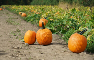pumpkins in the field in autumn harvest season