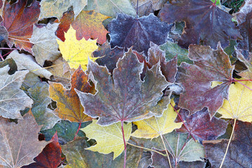 frost colorful leaves in the cold morning as nature background
