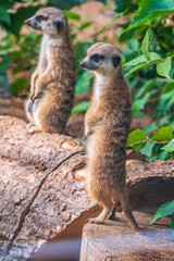 Two cute curious meerkats stand on their hind legs on a sandy hill and look away.