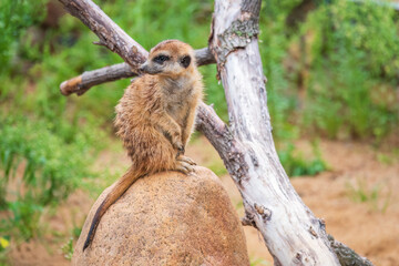Meerkat, Suricata suricatta, on hind legs. Portrait of meerkat standing on hind legs with alert expression. Portrait of a funny meerkat sitting on its hind legs.