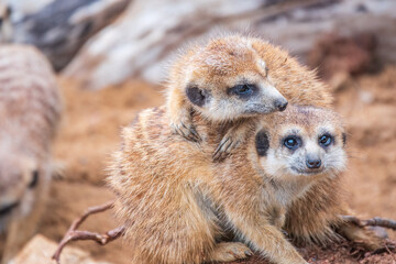 A group of cute meerkats. Meerkat Family are sunbathing.