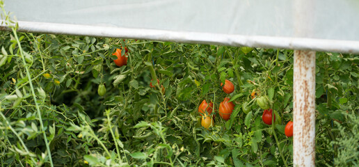tomatoes in the solarium. early agriculture. detail.