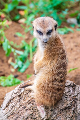 Meerkat, Suricata suricatta, on hind legs. Portrait of meerkat standing on hind legs with alert expression. Portrait of a funny meerkat sitting on its hind legs.
