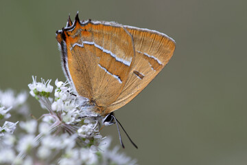 Nierenfleck-Zipfelfalter - Thecla betulae