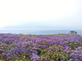 Obraz premium purple flowers by the ocean