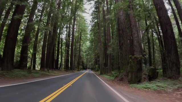 Redwood forest northern California driving POV. Coastal redwood Sequoia are the tallest trees on earth. Eco Tourism and family vacation. State and Federal parks protect the forests.