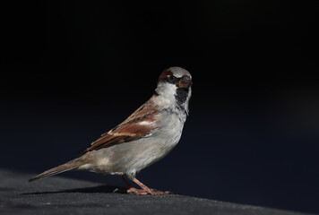 House sparrow