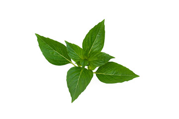 Sweet Basil, Thai Basil isolated on white background.Ocimum basilicum Linn.
