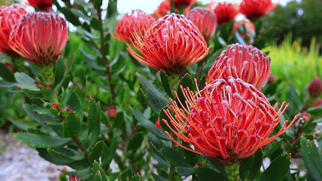 Gentle red orange view bloom of King Protea.