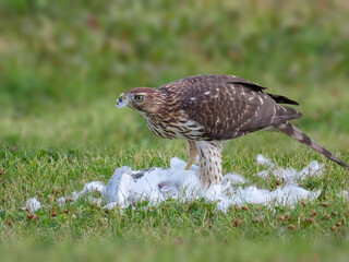 A Cooper's hawk feasting on a seagull. A medium-sized hawk native to the North American continent and found from southern Canada to Mexico.
