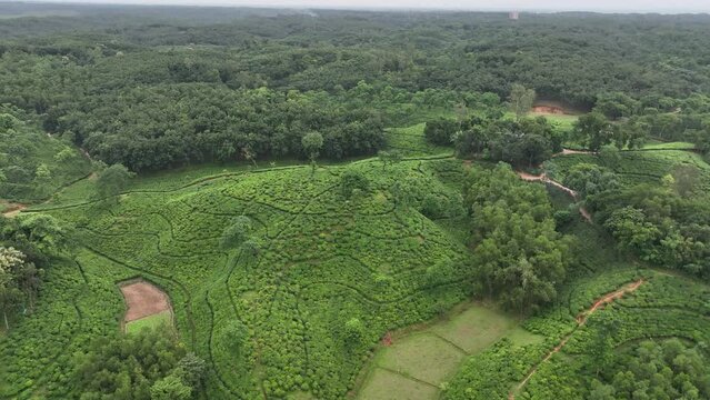 Beautiful green landscape Aerial View Of Tea Plantations, Moulovi bazar, sylhet, Bangladesh