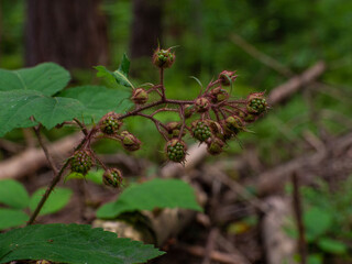 Unripe Allegheny blackberries, Rubus allegheniensis, on branches, forest raspberry harvest. Green leaves of a berry plant, a blackberry plant grows in a woods. Close-up with shallow depth of field.