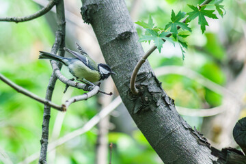 Little bird lives in the city