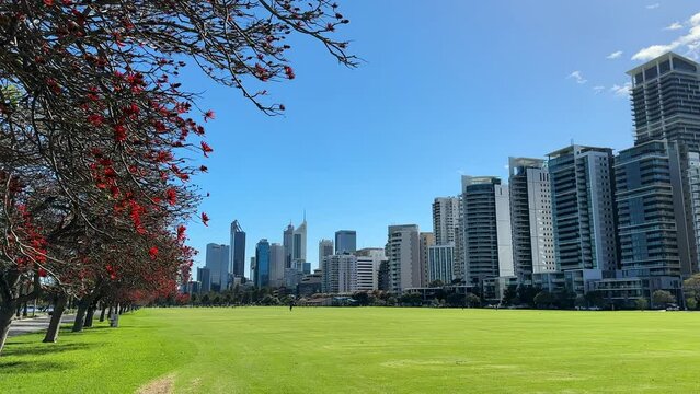 Red Flame Trees bordering and overhanging Langley Park.  Looking across vast green lawn to the skyline of Perth city buildings in Western Australia.
