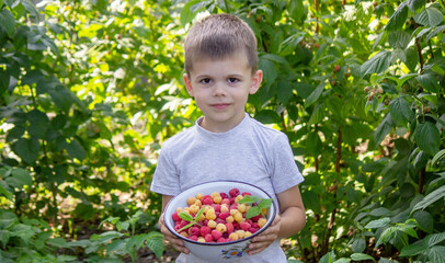 boy holding a bowl of freshly picked raspberries. Selective focus