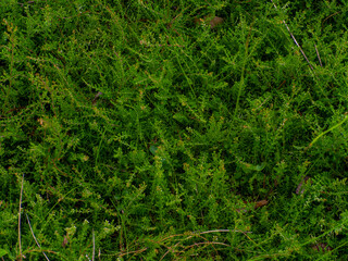 Close view of heather flowers and stems. Heather growth in summer forest. Beautiful outdoor scenery. Calluna Vulgaris growing in woods. Forest flowers. Delicate Calluna flowers before blossoming.