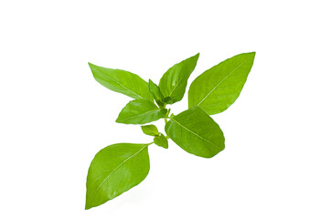 Lemon basil leaves isolated on white background.Herbs, Hoary basil, Hairy basil (Ocimum africanum)