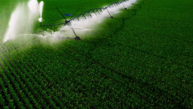 Aerial view pivot at work in potato field, watering crop for more growth. Center pivot system irrigation. Watering crop in field at farm. Modern irrigation system for land and vegetables growing on it