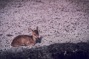 Baby deer in the woods