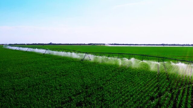 Aerial view pivot at work in potato field, watering crop for more growth. Center pivot system irrigation. Watering crop in field at farm. Modern irrigation system for land and vegetables growing on it