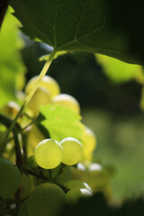 Ripe White grapes  called Glera against sunlight in the vineyard on late summer