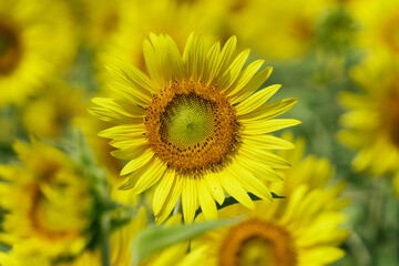満開になったひまわりの花
