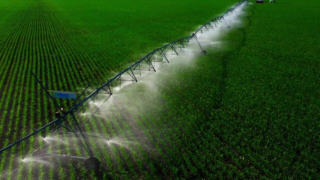 Aerial view pivot at work in potato field, watering crop for more growth. Center pivot system irrigation. Watering crop in field at farm. Modern irrigation system for land and vegetables growing on it