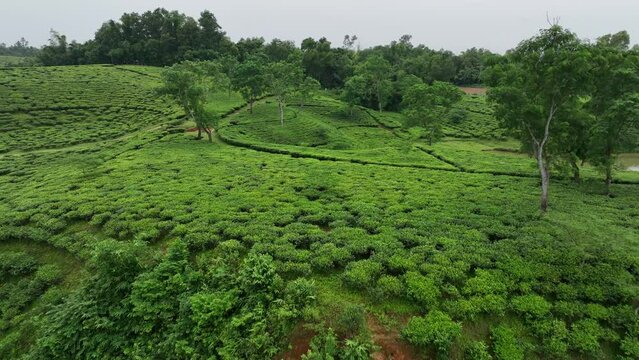 Beautiful green landscape Aerial View Of Tea Plantations, Moulovi bazar, sylhet, Bangladesh