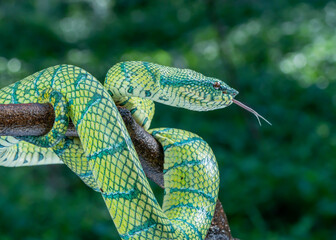 snake in the grass