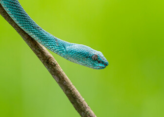 green snake on a branch