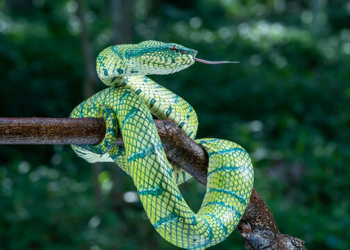 snake in a tree
