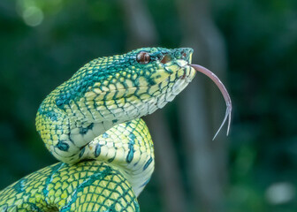 snake in the garden