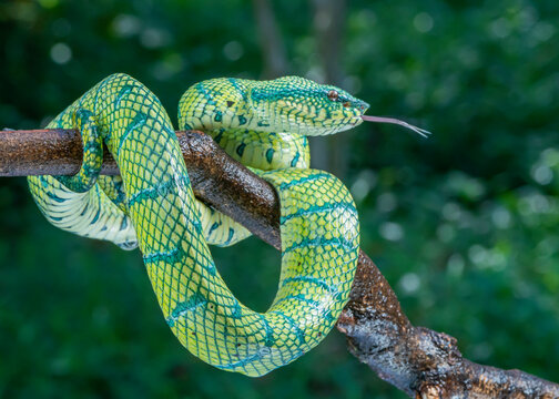 snake in the tree