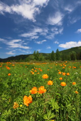 Summer landscape with a green meadow in the mountains and orange flowers. Blooming Trollius asiaticus flowers.