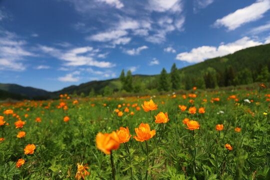 Summer landscape with a green meadow in the mountains and orange flowers. Blooming Trollius asiaticus flowers.