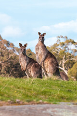 Twto kangaroos together
