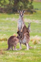 Naklejka na ściany i meble Kangaroo with its baby