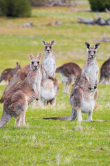kangaroo looks