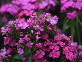 Purple flowers on a background of green leaves and plants