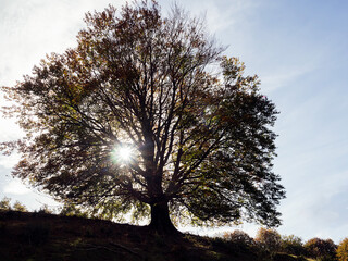 Fototapeta na wymiar century-old beech seen backlit at dawn, concept of nature and ecology