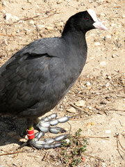 poule d'eau