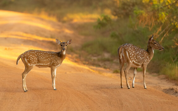 Axishirsch oder Chital (Axis axis)